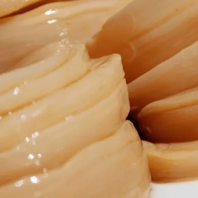 Kombucha-SCOBY på nära håll